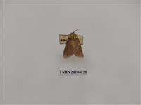 藏品(銀灰帶刺蛾)的圖片